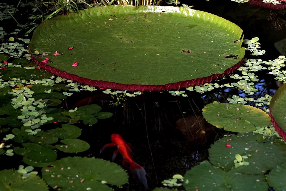 Koi Pond at the Lincoln Park Conservatory