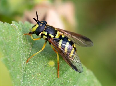 Chrysotoxum intermedium photo