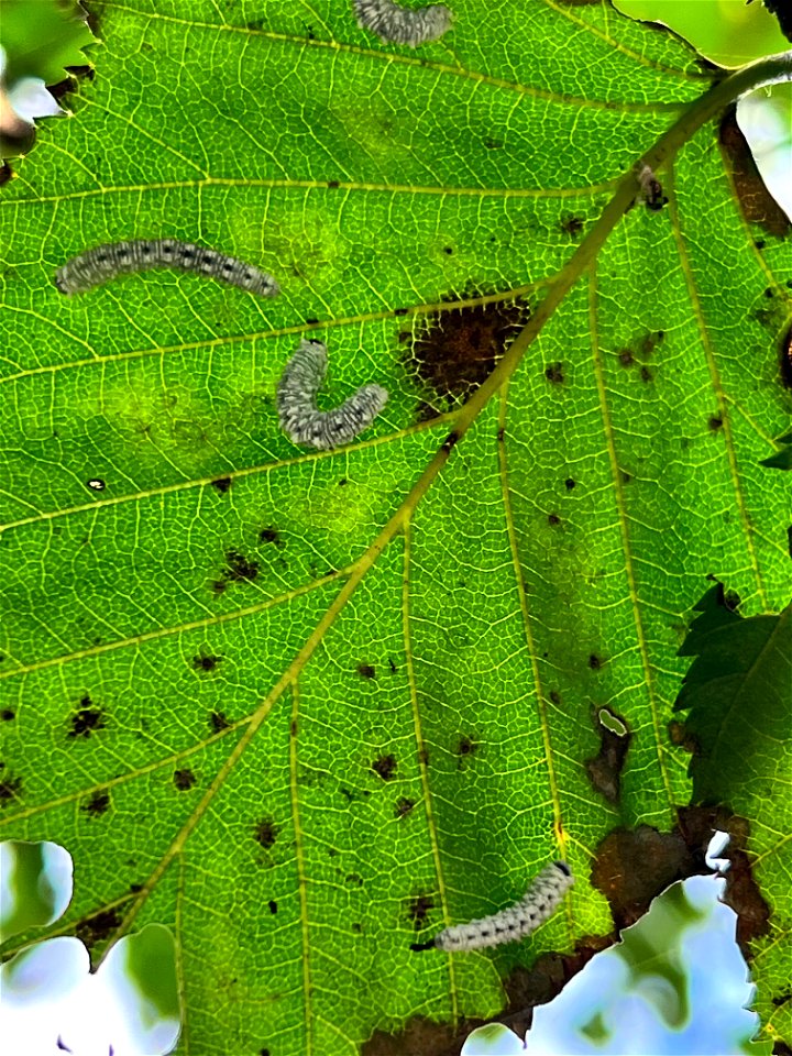 Woolly-alder-sawfly-caterpillar-feeding-TongassNF