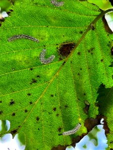 Woolly-alder-sawfly-caterpillar-feeding-TongassNF