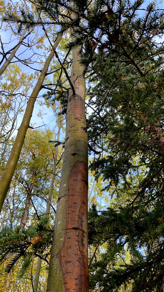 Aspen-running-canker-Kenai-Alaska-2