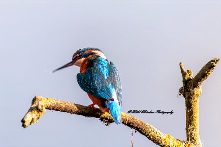 Female kingfisher