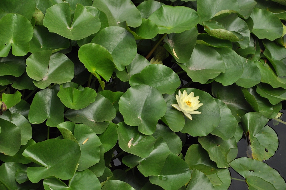 Plant flowers lotus leaf