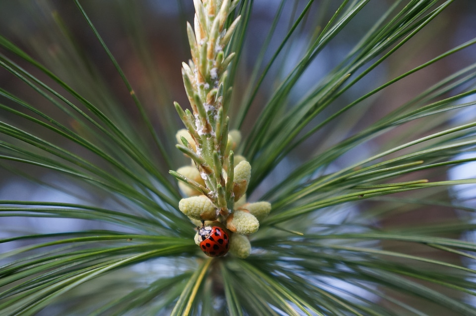 Ladybug crawling on pinetree with fresh blossoms in spring