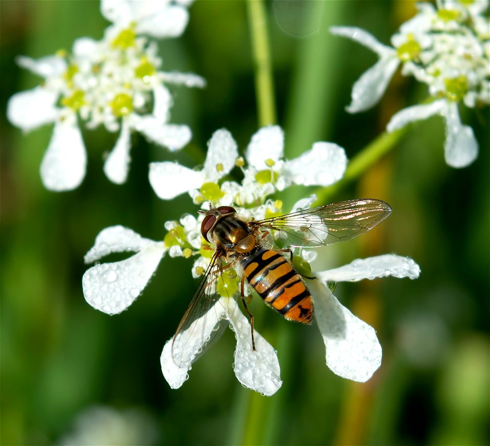 Marmalade Hover Fly (Episyrphus balteatus)