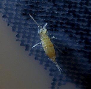 S. curviseta? Eyespot attempt