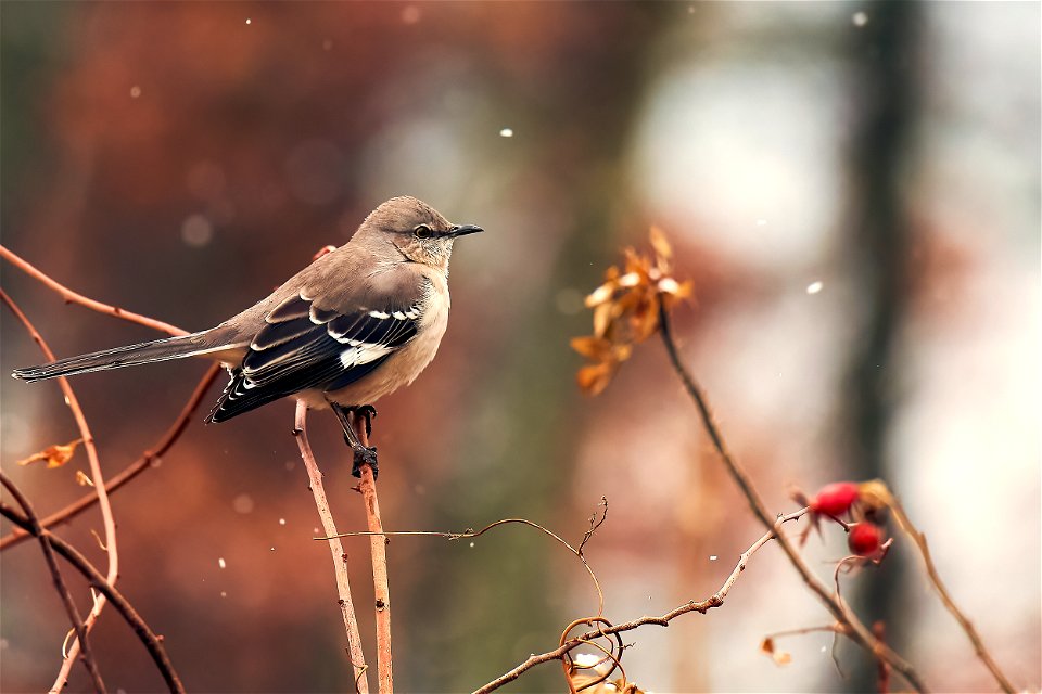 my mockingbird pal