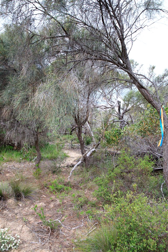 2022 Site 2, Marker 7 Tree 2