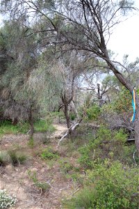 2022 Site 2, Marker 7 Tree 2
