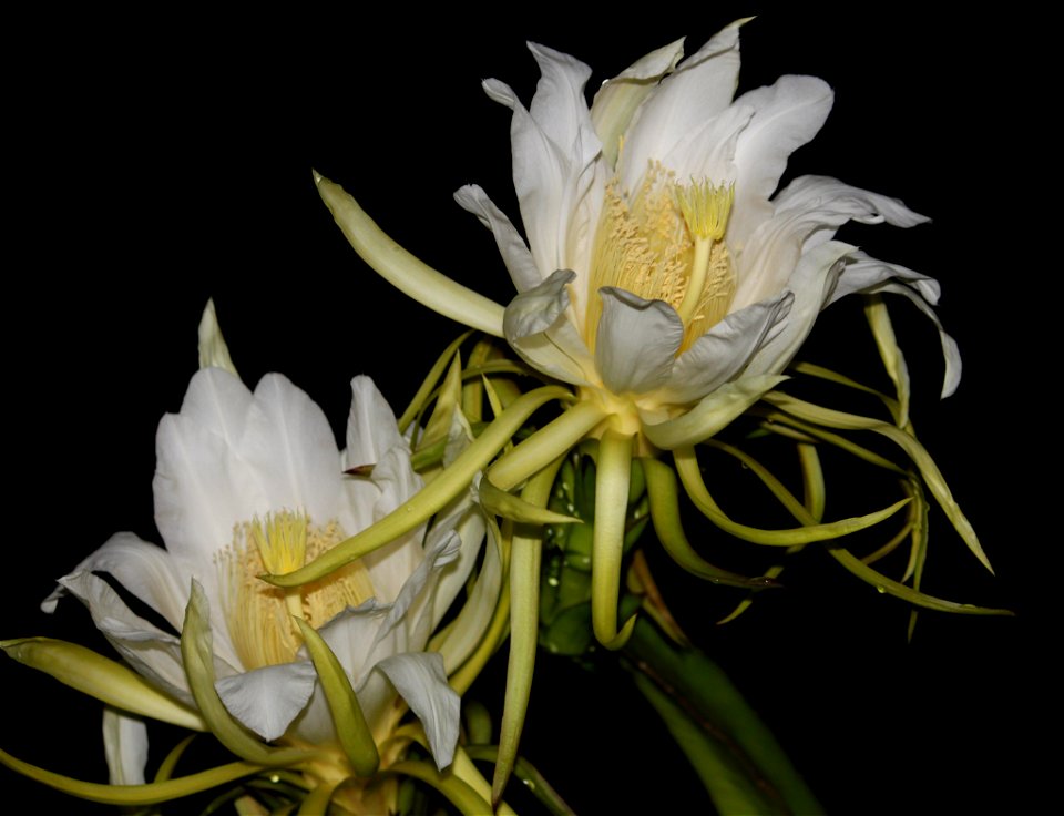 Dragon Fruit flower