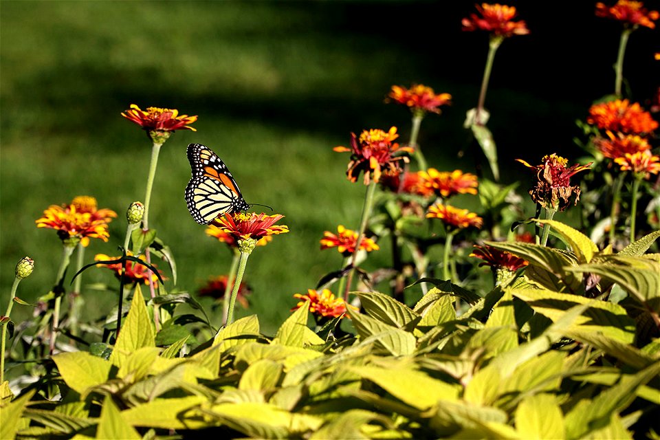 Monarch Butterfly at the Lincoln Park Conservatory