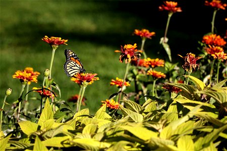 Monarch Butterfly at the Lincoln Park Conservatory