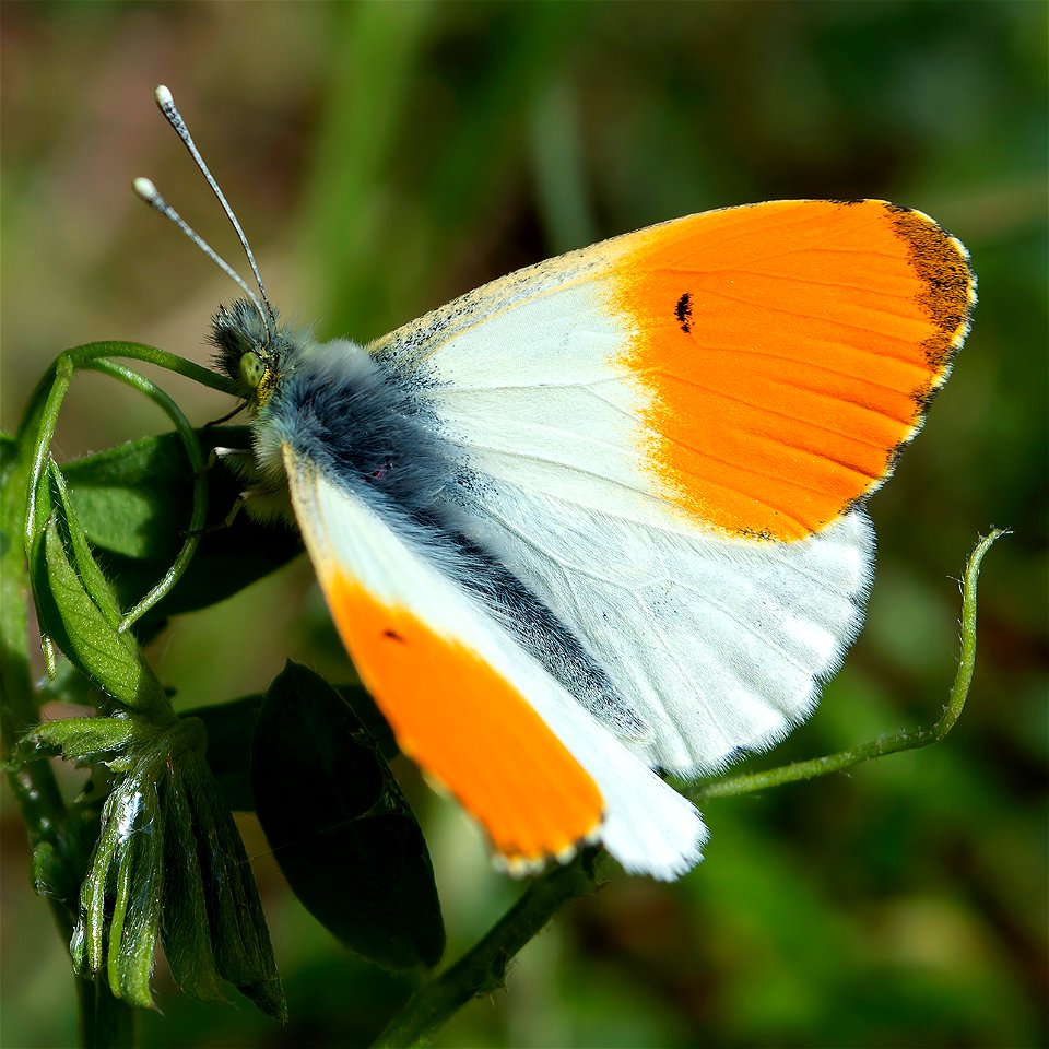Orange-Tip (Anthocharis cardamines)