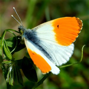 Orange-Tip (Anthocharis cardamines)