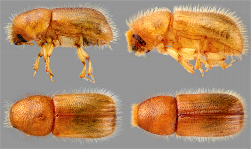 Western-balsam-bark-beetle-adults-Alaska