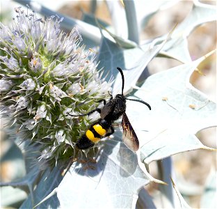 Scolia hirta