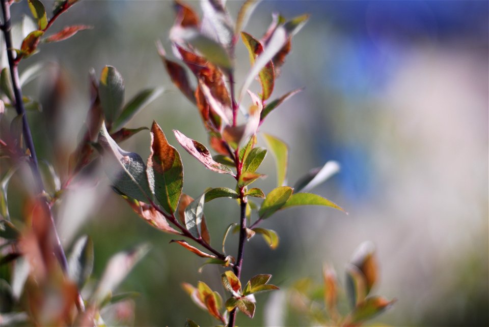 Willow-leafblotch-miner-2008-Bettles-Alaska