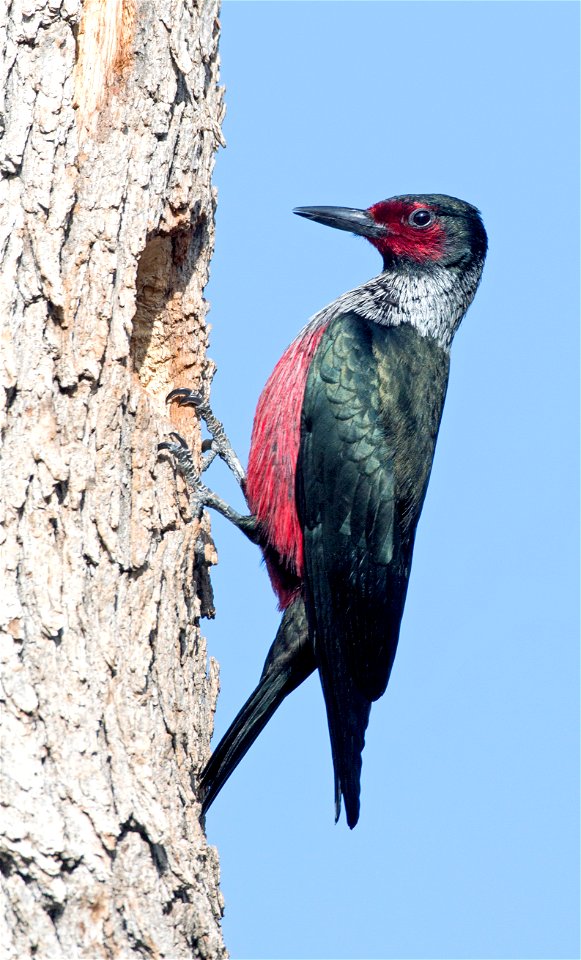 LewisWoodpecker-Unknown-001