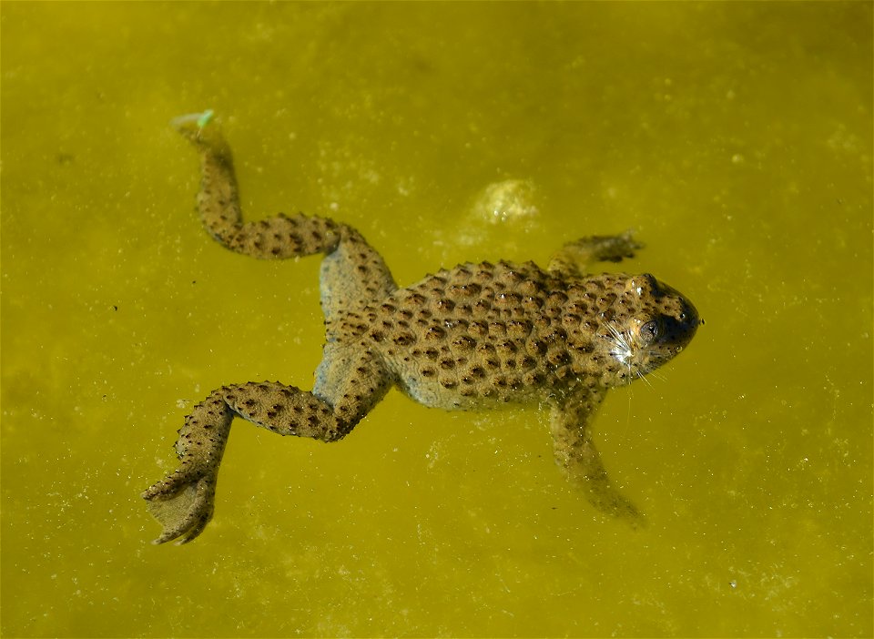 Yellow-bellied Toad (Bombina variegata)
