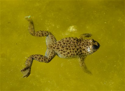 Yellow-bellied Toad (Bombina variegata)