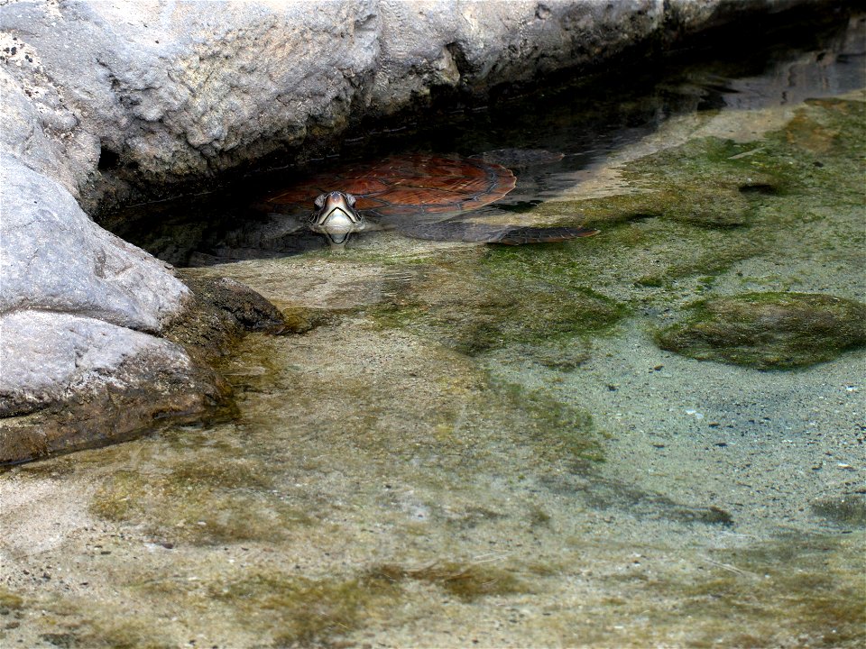 Tortue verte (La Réunion)