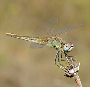 Nomad (Sympetrum fonscolombii) photo