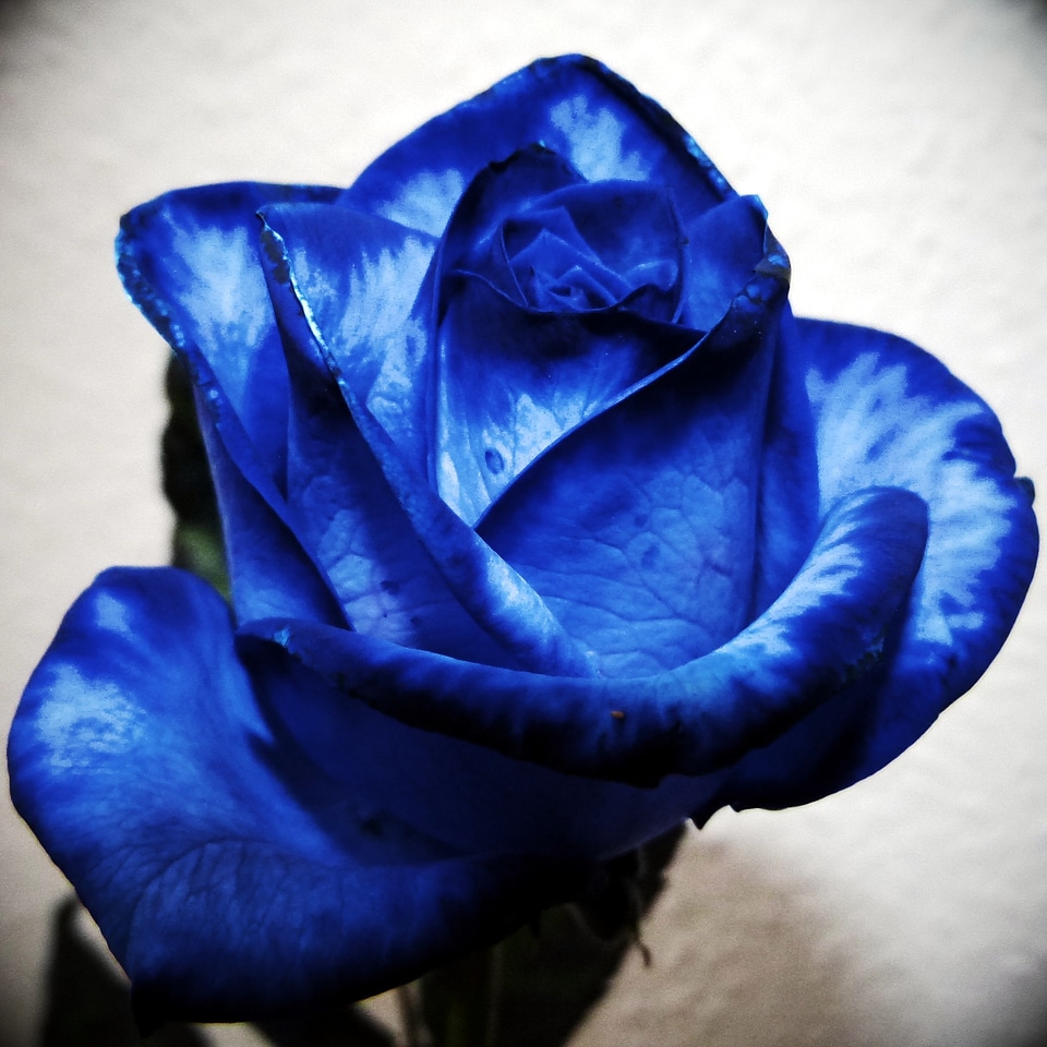 Rose blue color