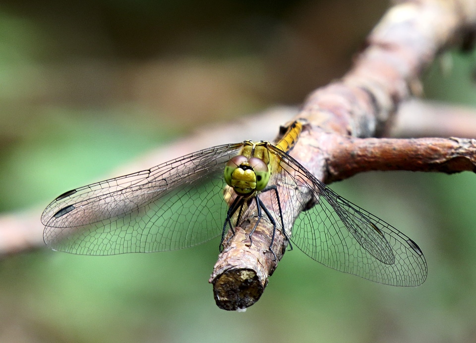 Sympetrum sanguineum, male photo