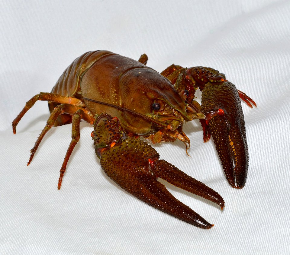 European crayfish (Astacus astacus)