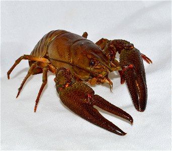 European crayfish (Astacus astacus) photo