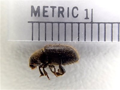 Spruce-beetle-Dendroctonus-rufipennis-Alaska