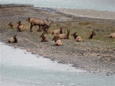 Elk on Athabasca River