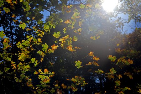 Glowing Leaves photo