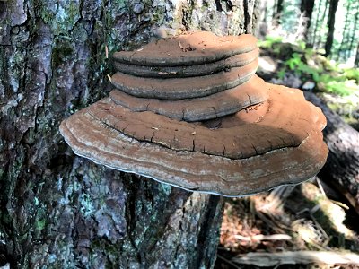 Ganoderma-applanatum-on-western-hemlock_TongassNF_RobinMulvey