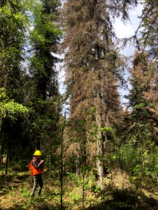 Spruce-beetle-damage-Russian-River-Campground-Chugach