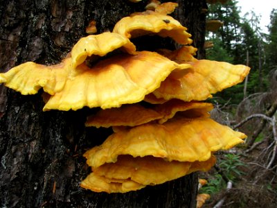 Laetiporus-conifericola-fruiting-structure-Tongass-7 photo