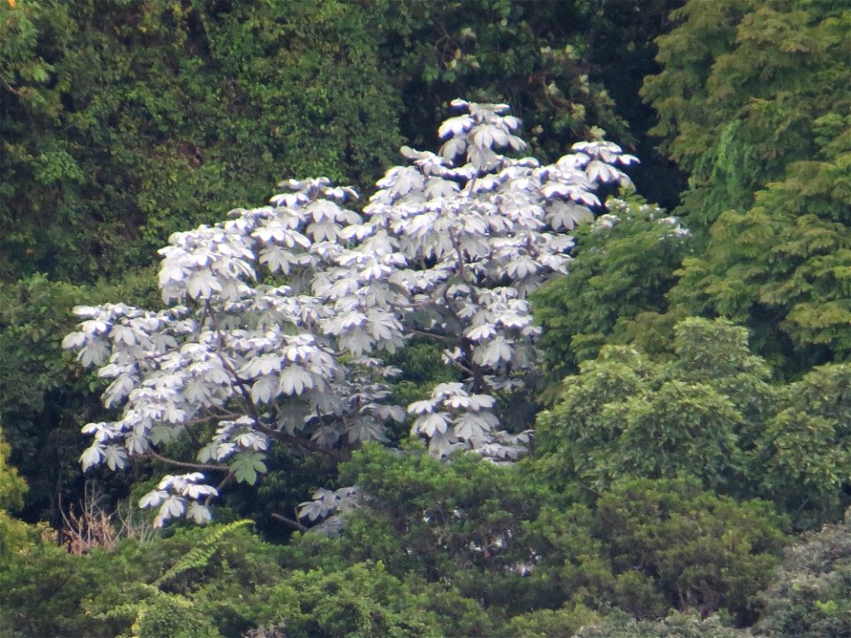 Cecropia hololeuca Miq.