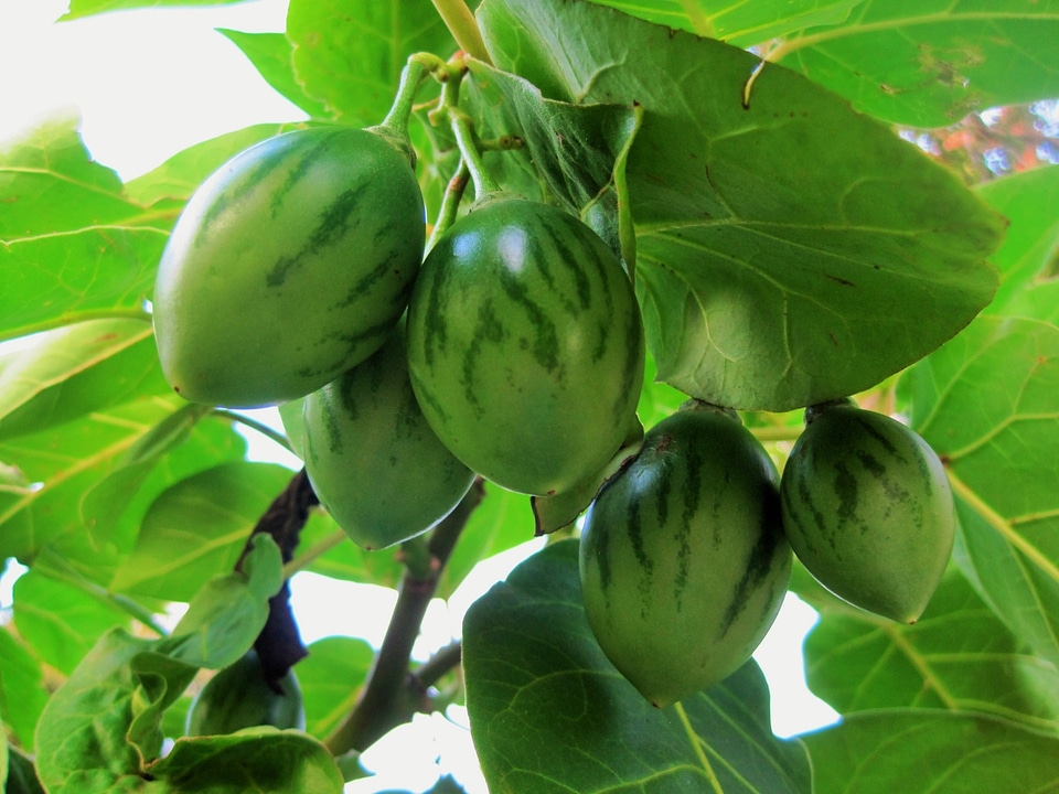 a bunch of tomatoes close-up