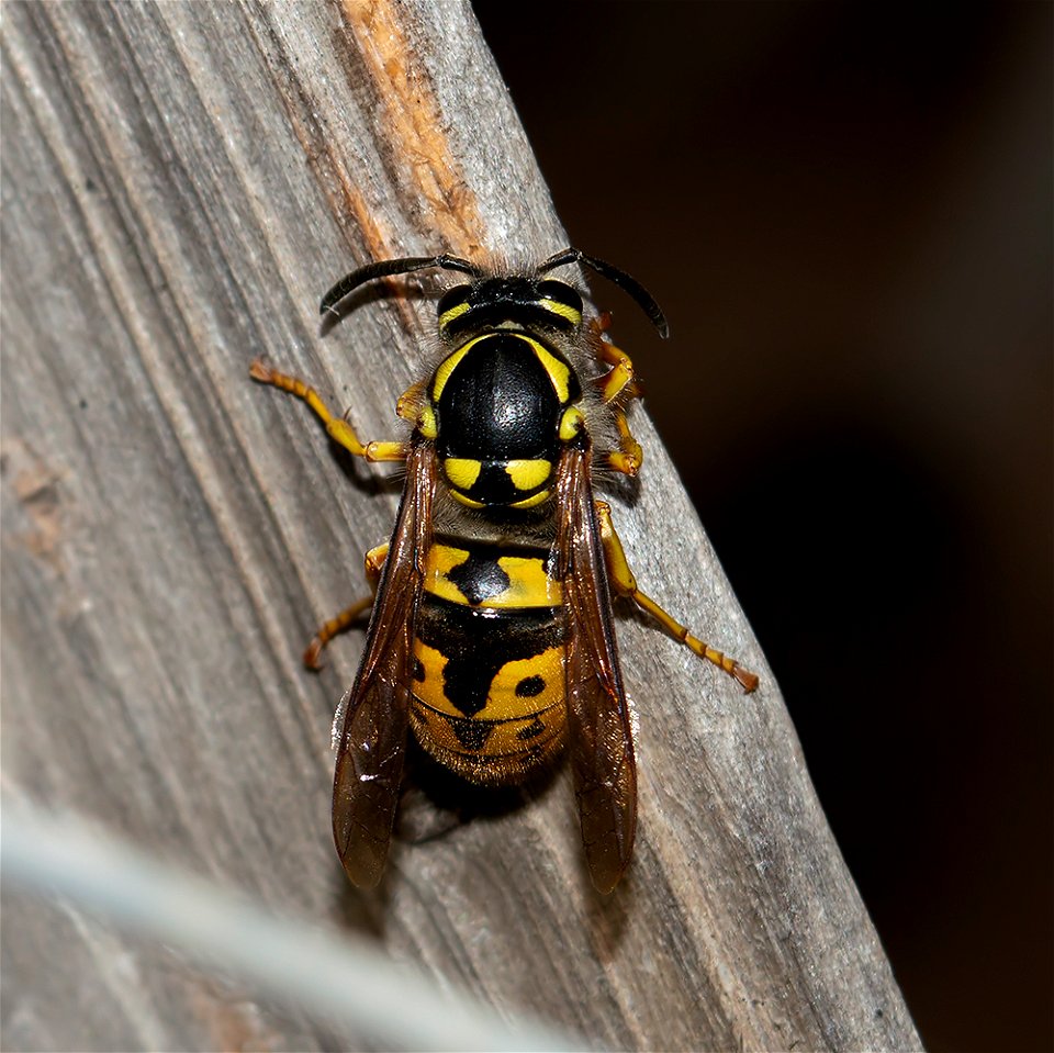 German Yellowjacket