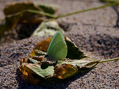 Papillon à Grand Anse (La Réunion)