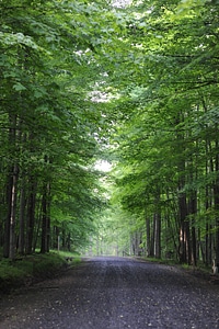 Sand Run Lake Trail - Canaan Valley