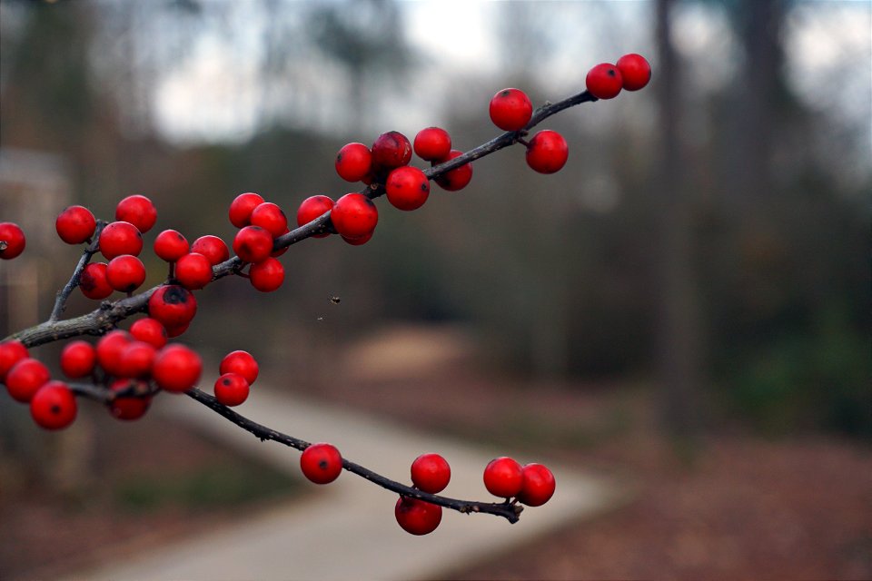 Berry Tree at Historic Yates Mill County Park
