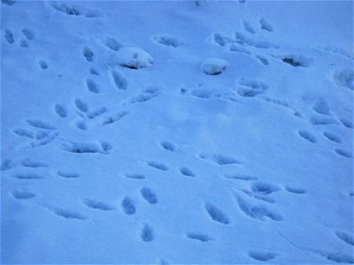 Tracks in the snow