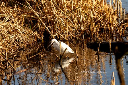 little egret