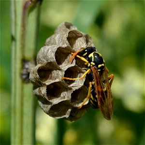 Paper Wasp photo