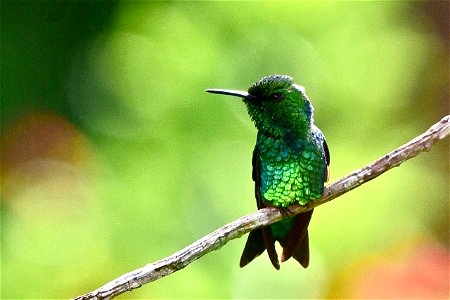 Chlorostilbon melanorhynchus - Esmeralda occidental