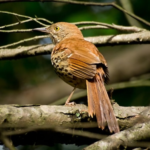 Brown Thrasher pauses briefly on an open perch