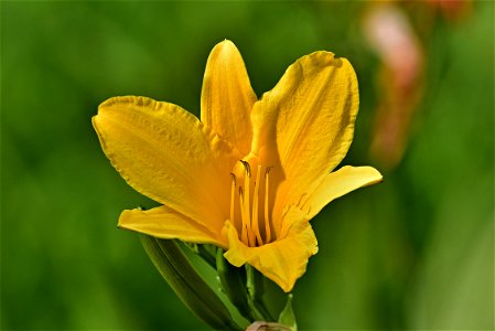 Lirio de un día (Hemerocallis flava)