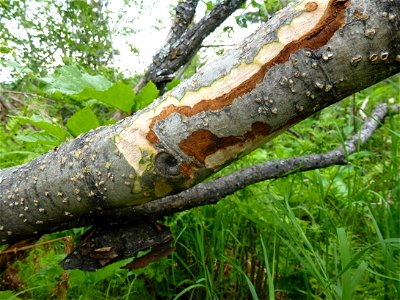 Alder-canker-Sitka-alder-Stikine-Tongass photo