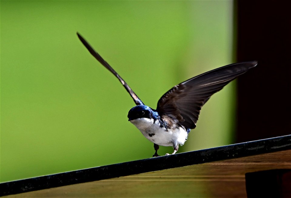 Pygochelidon cyanoleuca (Golondrina azul y blanca)